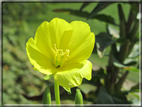 foto Fiori